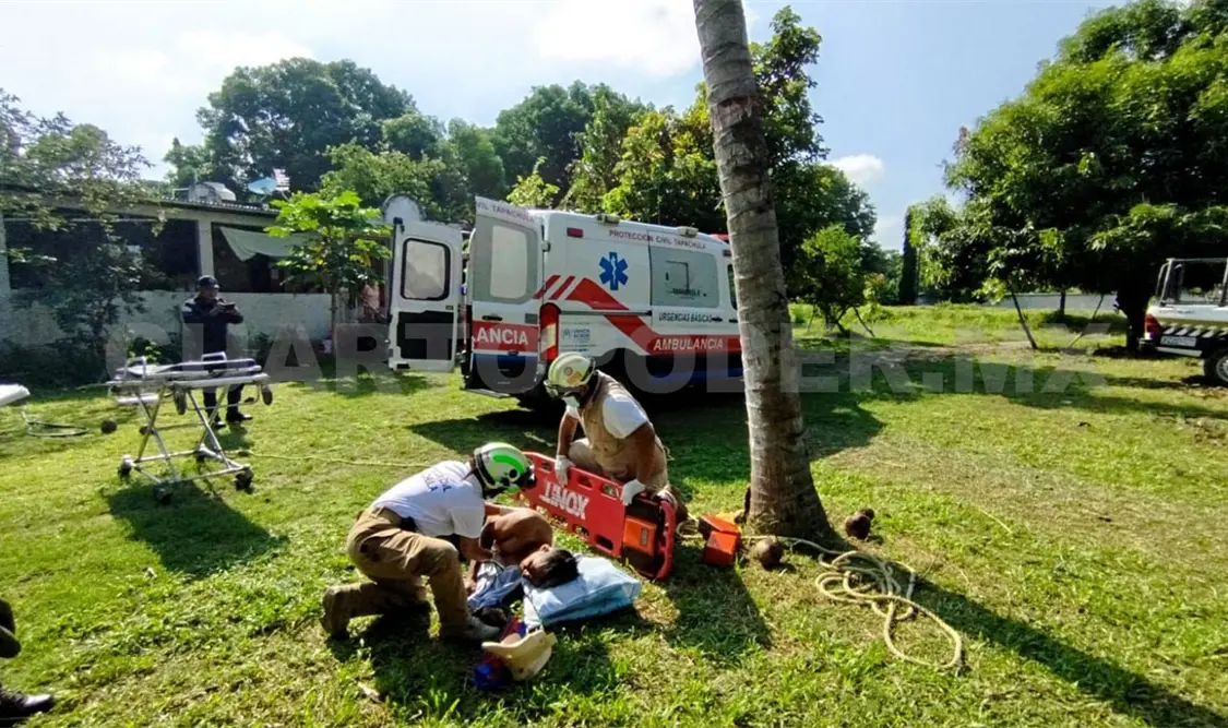 Cae desde lo alto de un árbol de coco