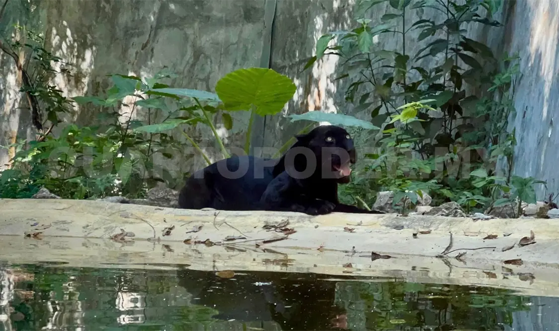 Invita ZooMAT a visitar renovadas instalaciones