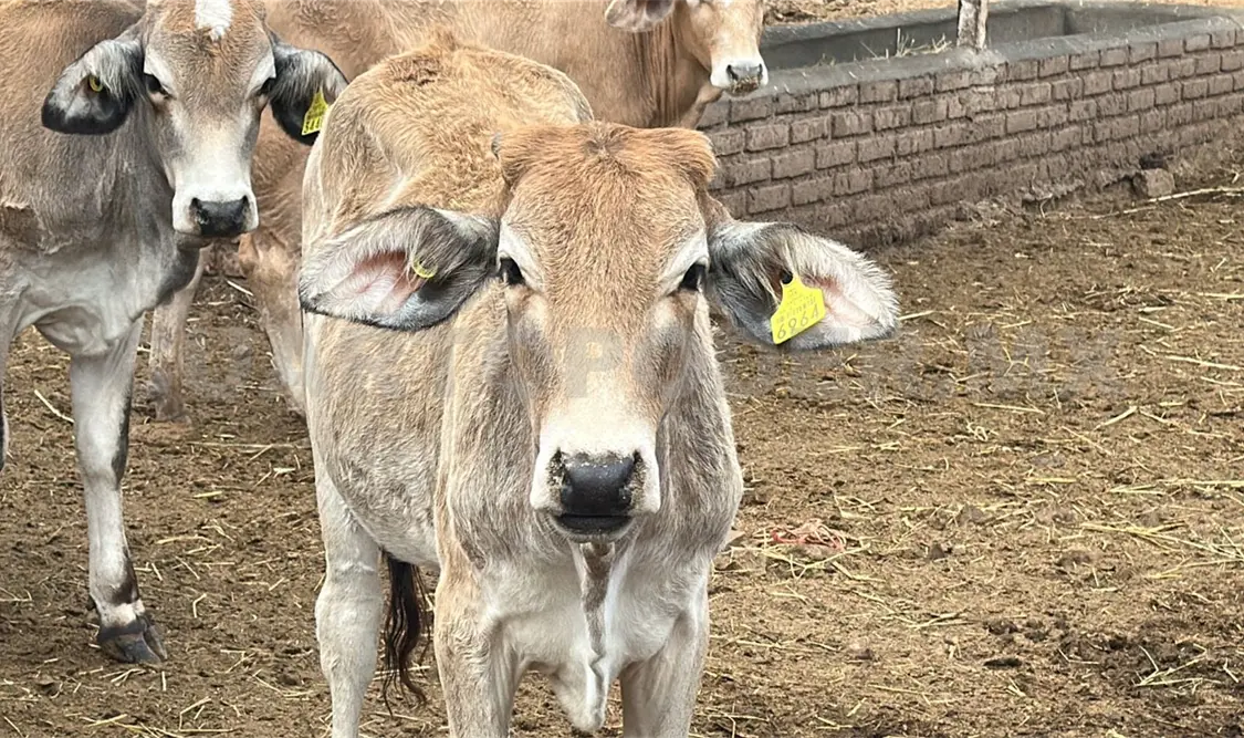 Gusano barrenador retrasará traslados de ganado bovino