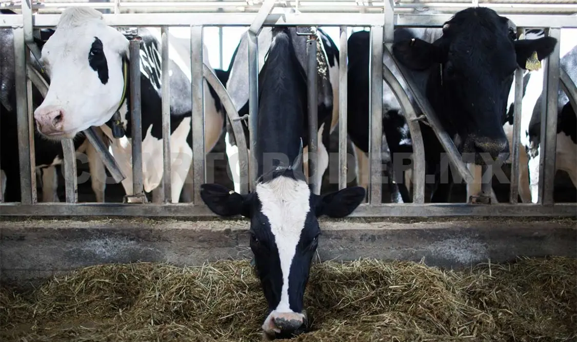La estrategia busca que los productores de ganado y otros animales primero confirmen si hay enfermedad o no. Diego Pérez / CP