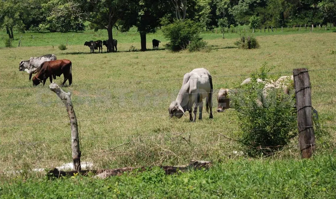 La producción ganadera está en riesgo ante el gusano barrenador del ganado. Ramón García / CP