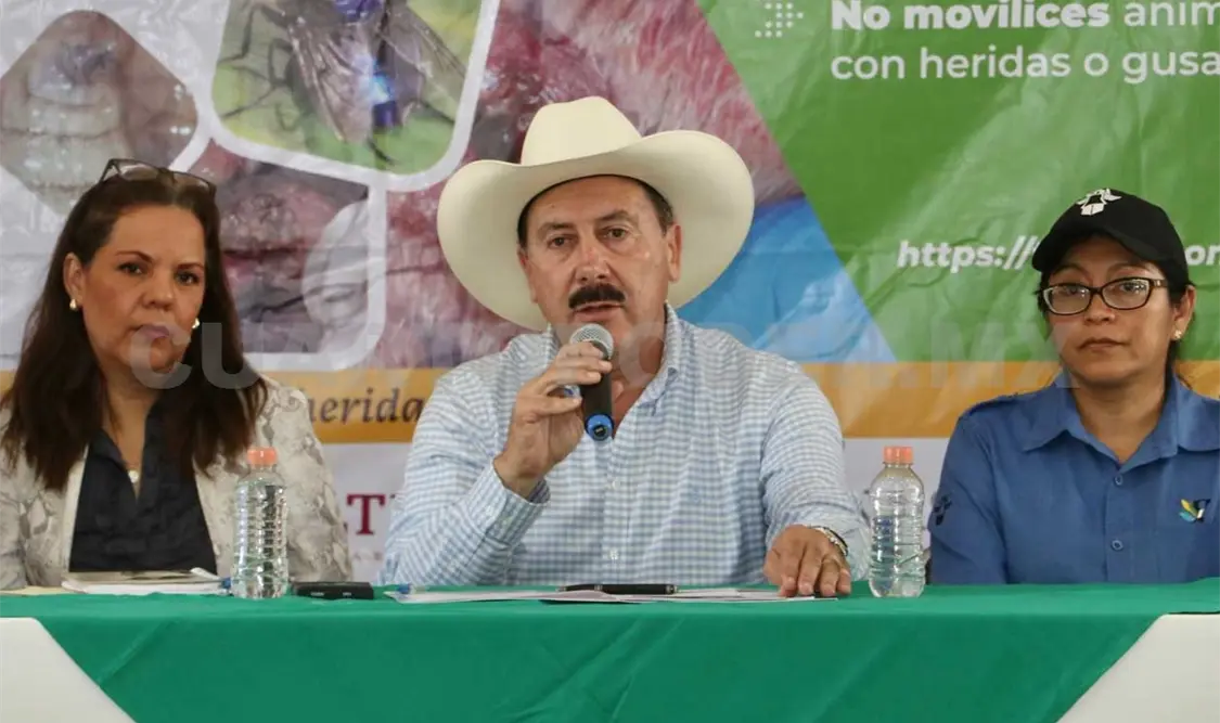 Descartan cuarentenas por gusano barrenador