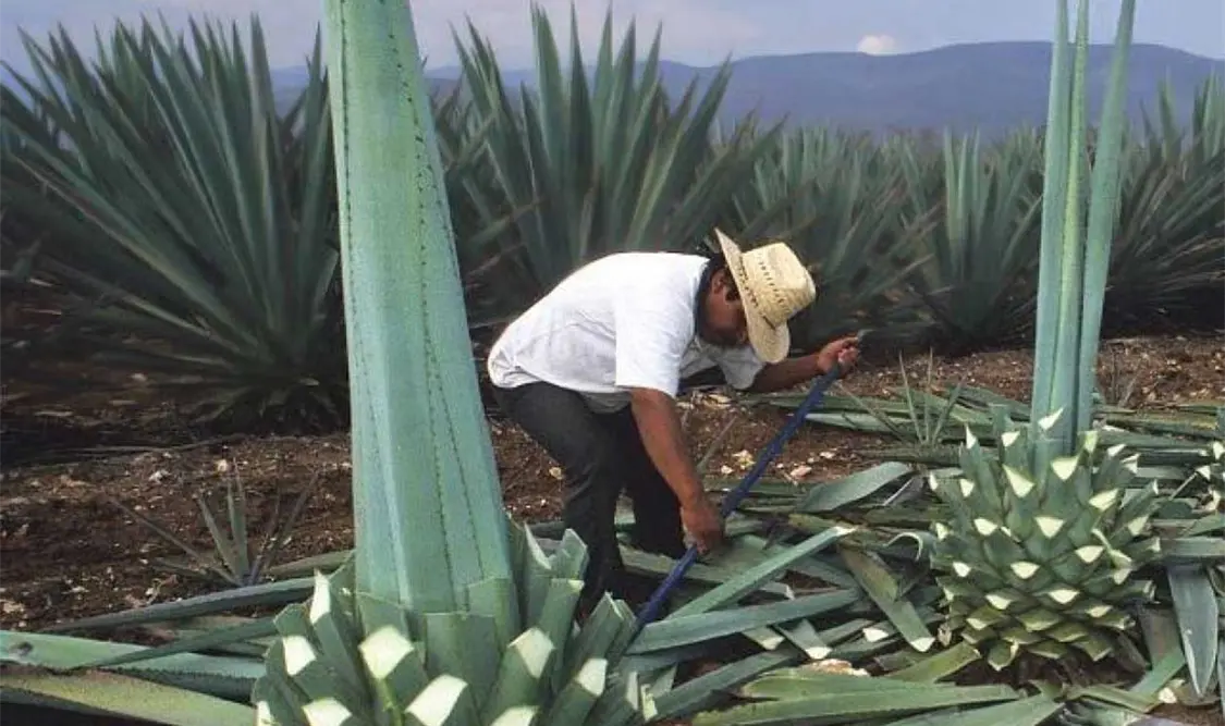 Van por modernizar marco legal de mezcaleros