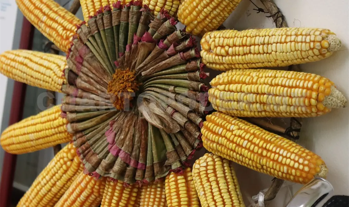 Ley de fomento al campo frenaría al maíz transgénico