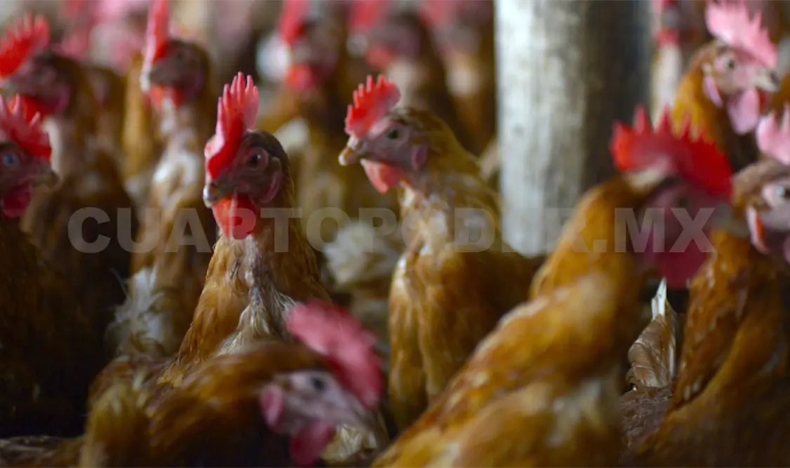 Llaman a avicultores a reforzar la bioseguridad