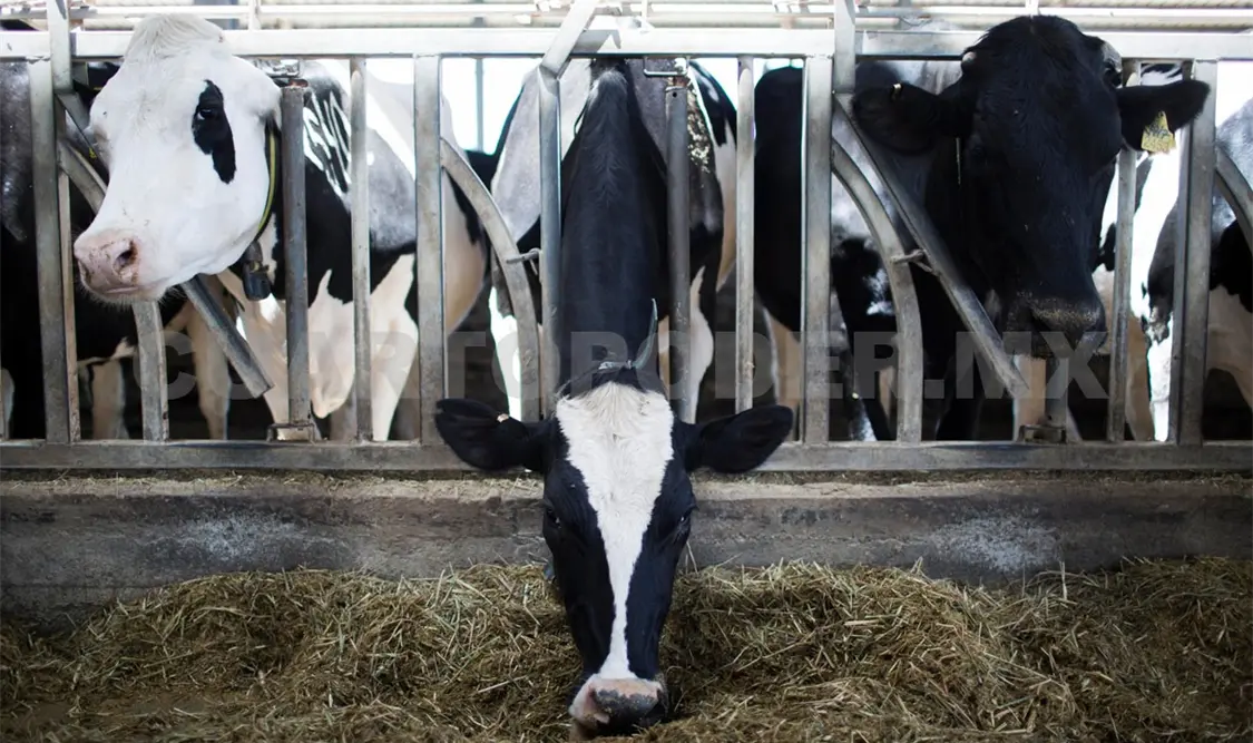 Refuerzan vigilancia zoosanitaria con caninos entrenados