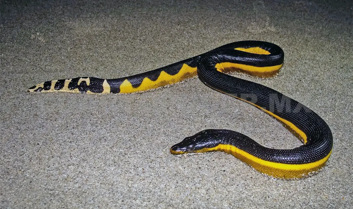Serpiente marina es letal pero inofensiva