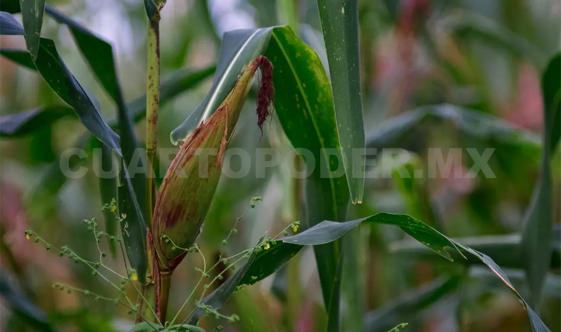 Con agroecología van por rescate de maíz nativo