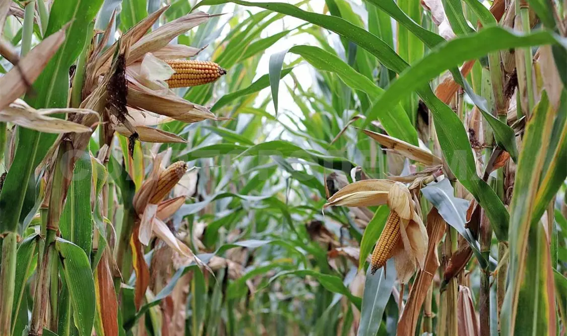 La dependencia hizo un balance de fertilizantes para el bienestar en cada entidad. Diego Pérez / CP