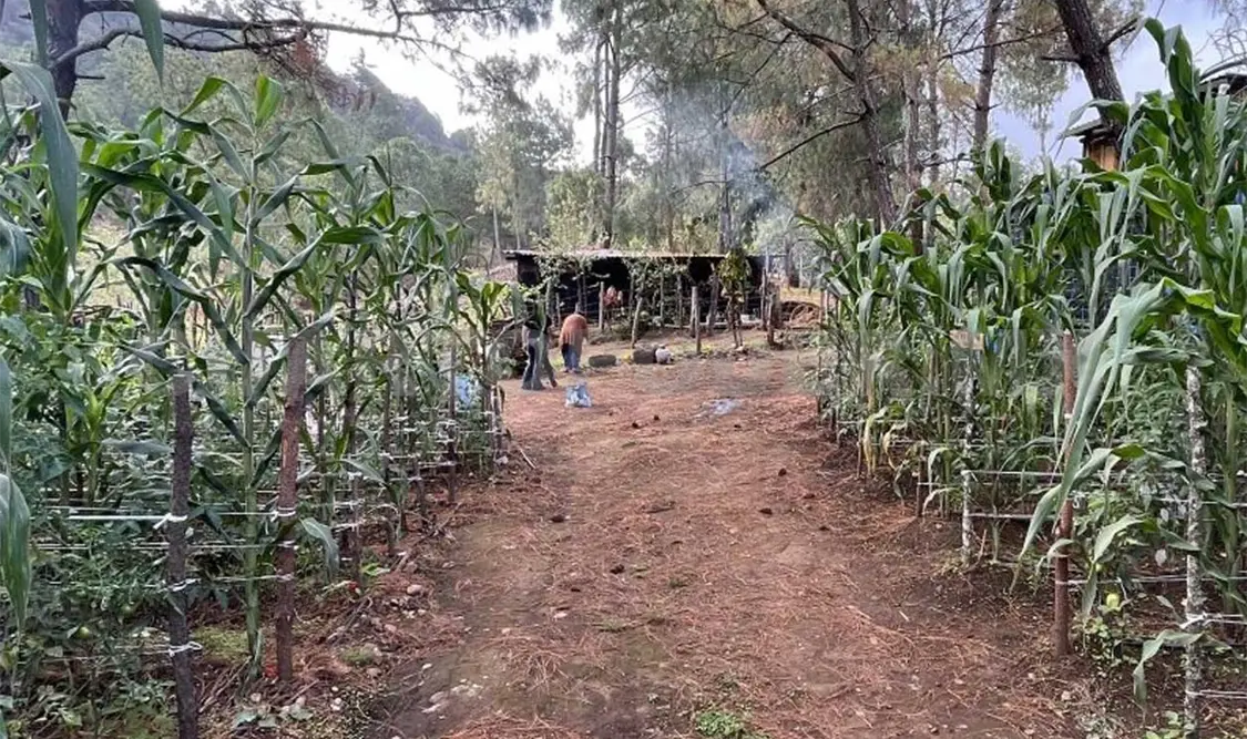 Las parcelas han diversificado su plantación. Cortesía