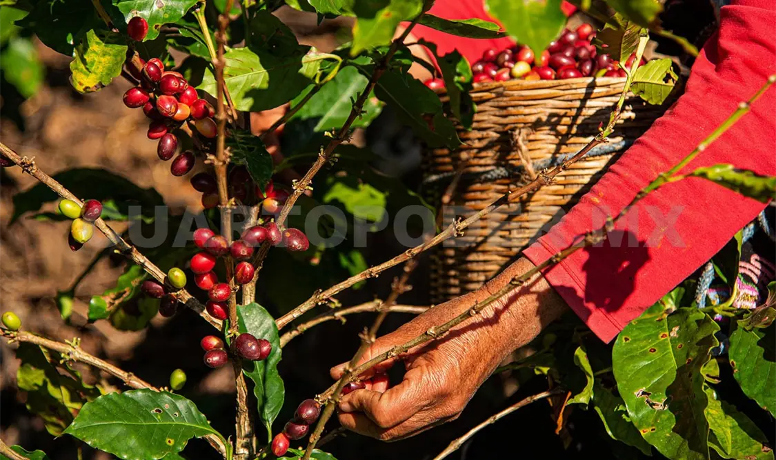Crece producción de café y carne porcina