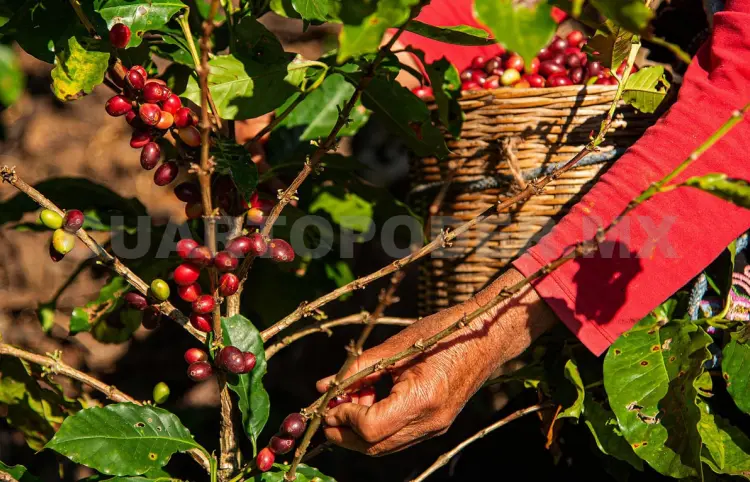 Crece producción de café y carne porcina