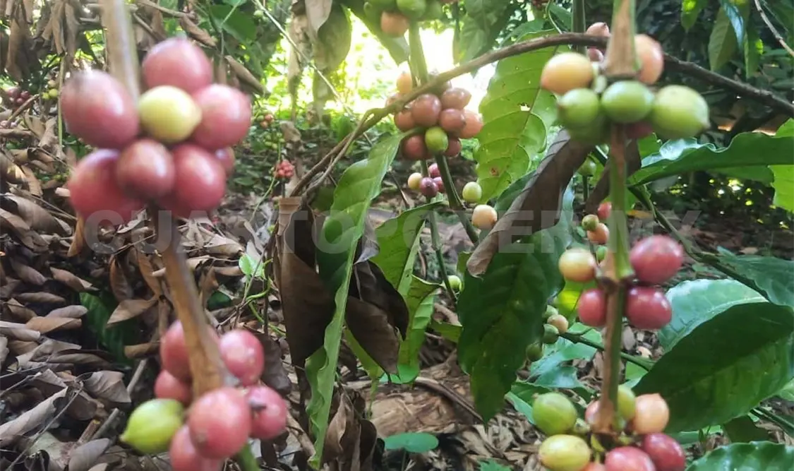 El proceso de cortado del café es clave en la cadena de producción. Ramón García/CP