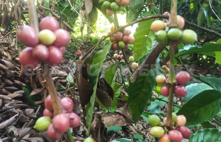 Permite pisca ingresos a familias de la Sierra