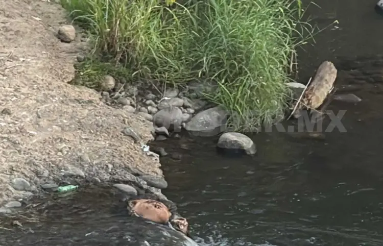 Encuentran restos humanos flotando en río Cahoacán