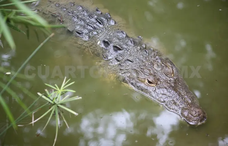 Alertan por presencia de cocodrilo en la ribera El Vergel