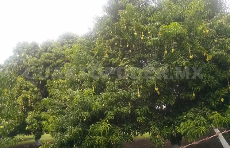 Vientos acaban con producción de mango
