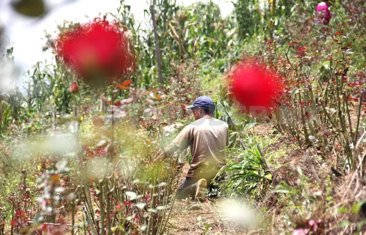 Fortalecimiento del campo continuará durante este 2025