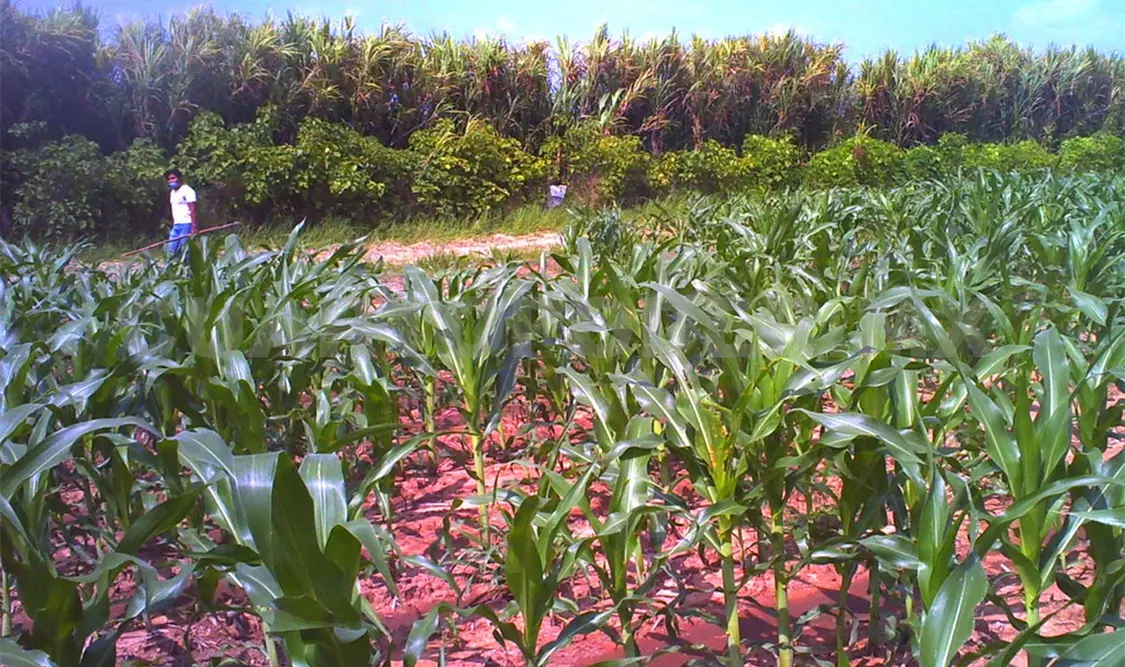 Ejidatarios buscan impulsar la agricultura sostenible