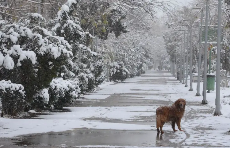 Municipios de Chihuahua se visten de blanco por nevadas