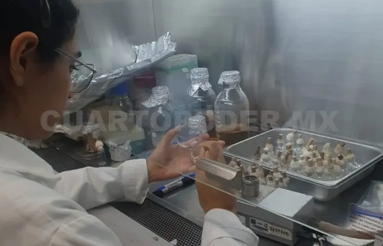 Estudiantes realizan estancia en la UNAM