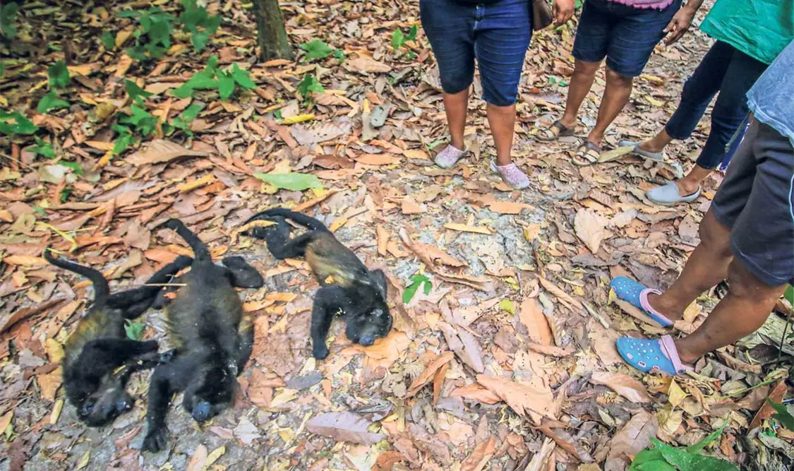 Entre mayo y junio murieron decenas de monos saraguato en Tabasco por el calor y la falta de fuentes de agua.  El Universal
