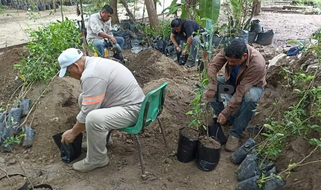 Inicia acopio de árboles de navidad naturales