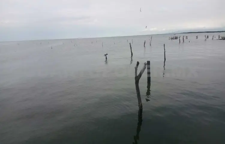 Pescadores proponen proyecto para quema de vísceras