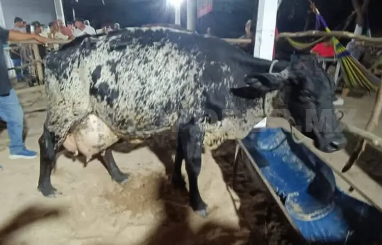 En marcha el concurso de La Vaca Lechera