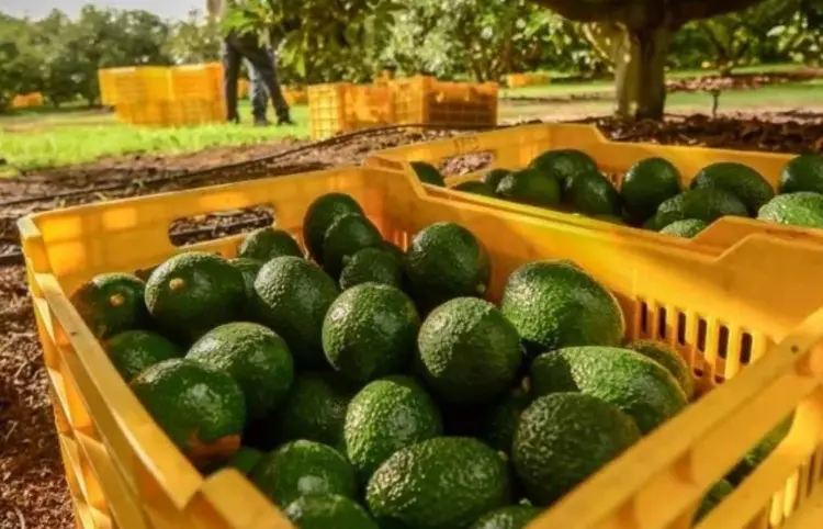 Alistan 110 mil tons de aguacate para Super Bowl