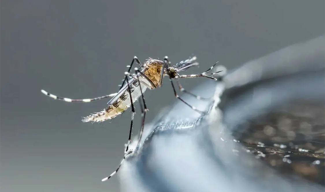 Defunciones por dengue aumentan 57 %