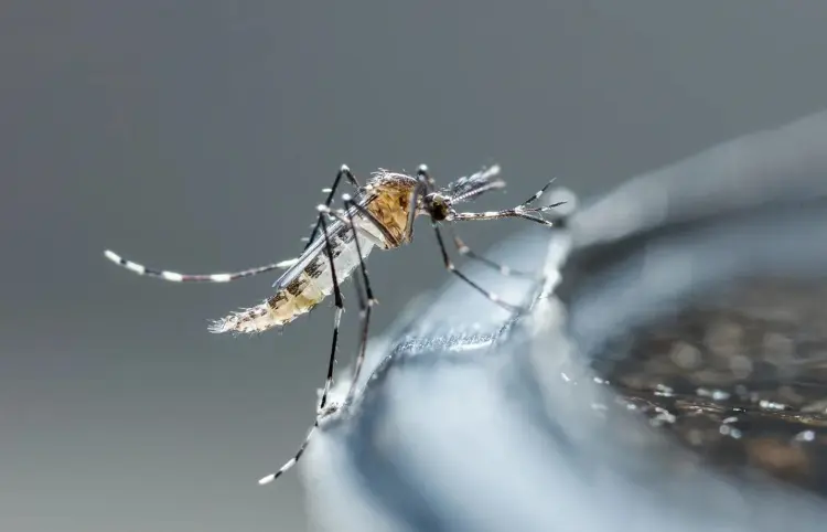 Defunciones por dengue aumenta 57 %