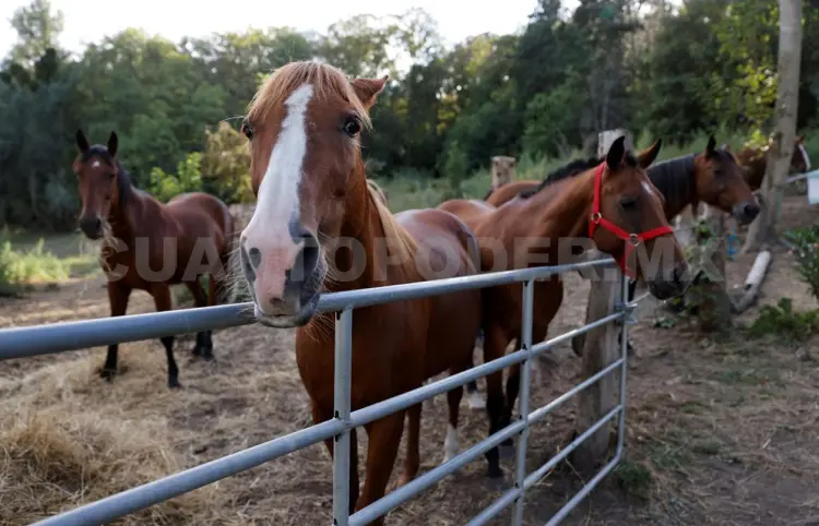 Los caballos de carreras tendrán que ser regulados