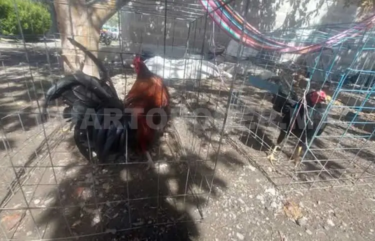 Priorizar el entorno de paz para Chiapas
