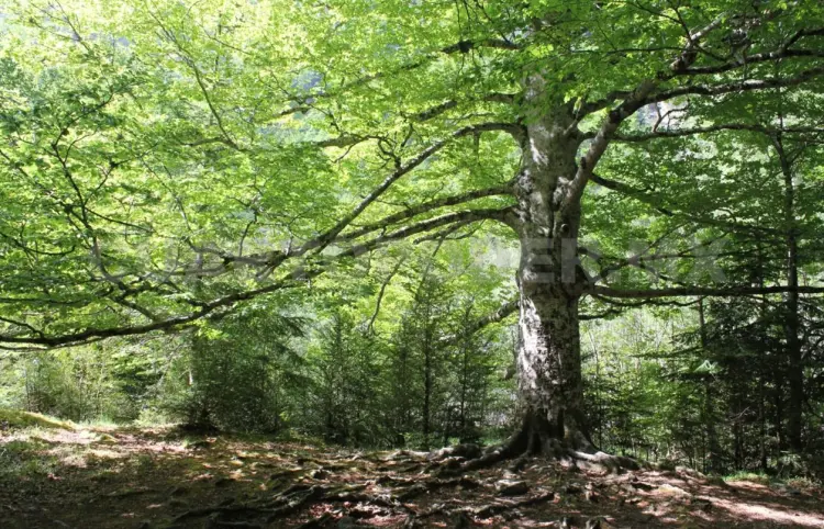 Urgen preservar espacios verdes