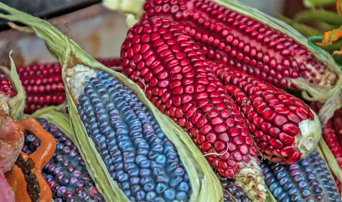 México va por prohibir siembra de maíz transgénico