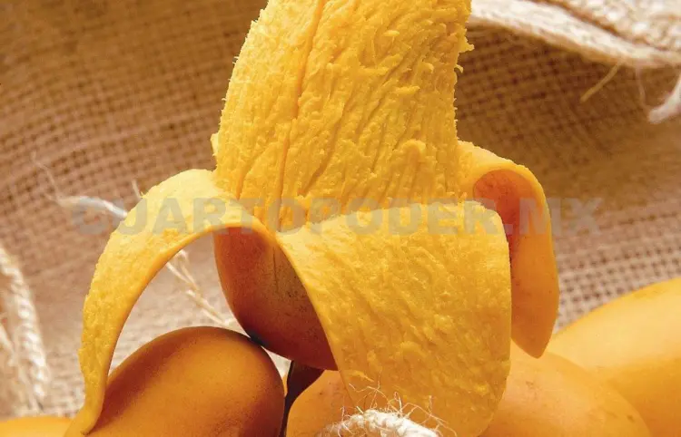 Estiman caída del 30 % en la producción de mango Ataulfo