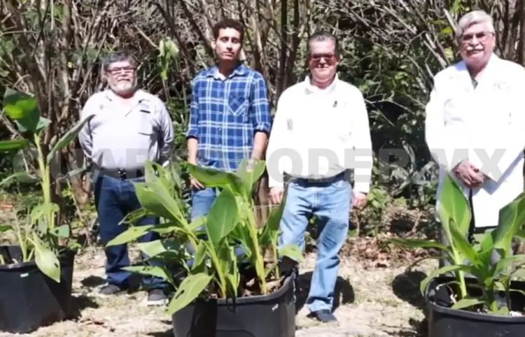 Crean humedales artificiales para el tratamiento de agua