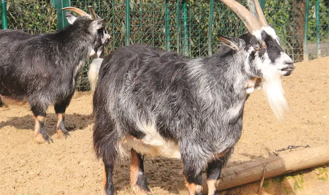 Frenan sacrificios animales en ritos religiosos en CDMX