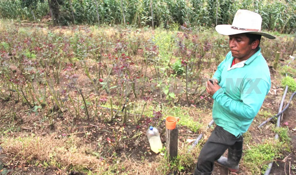Utópico llegar al Hambre Cero en 2030: investigador