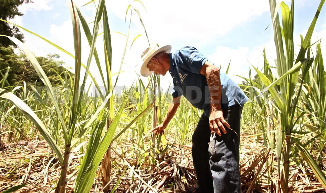 Realizan acciones contra plaga de langostas