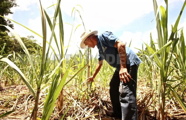 Realizan acciones contra plaga de langostas