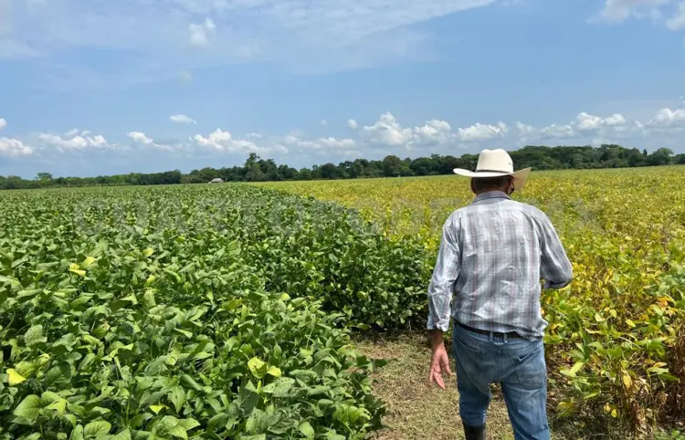 Productores se resisten al uso de transgénicos