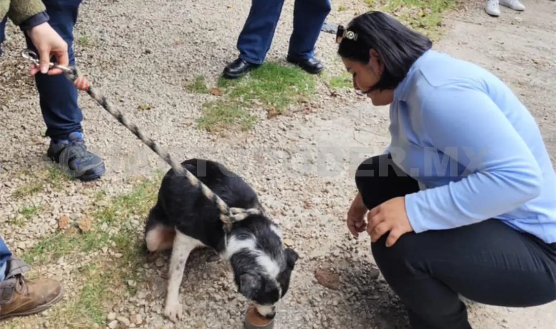 Alista Provida Animal campaña de esterilización