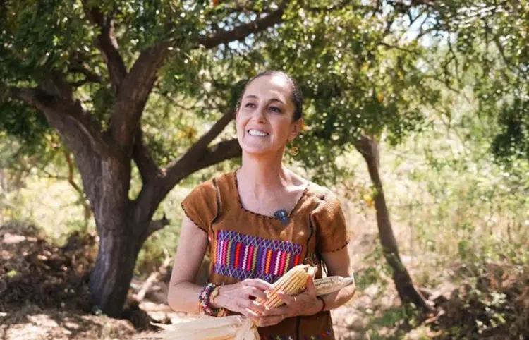 Sheinbaum reitera protección a maíz mexicano