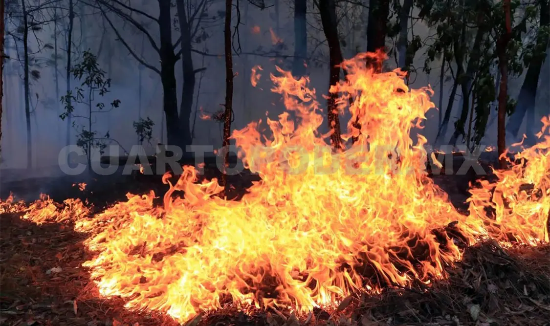 Sin reportes de incendios forestales