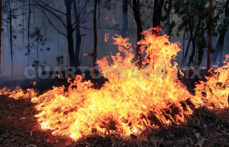 Sin reportes de incendios forestales