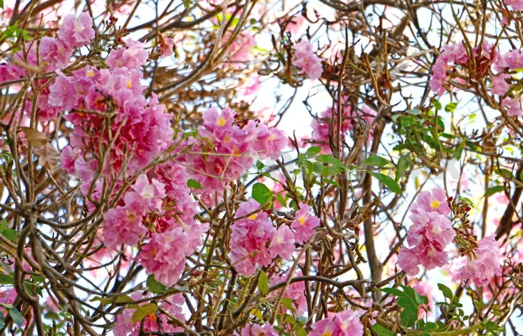 Pronto florecerán las primaveras