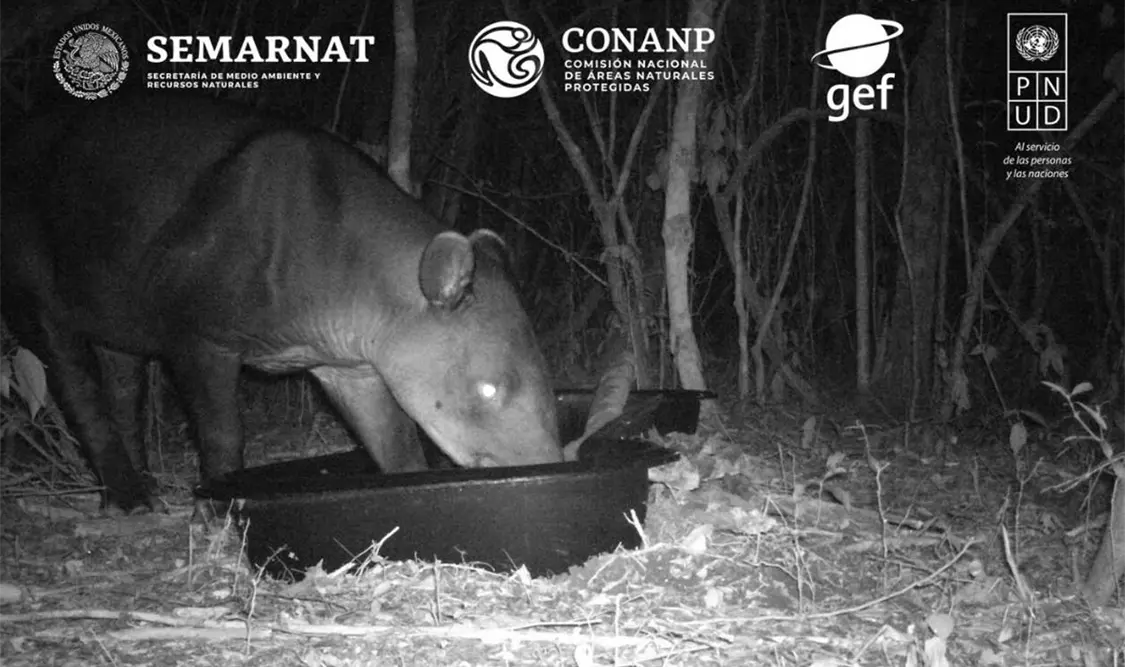 Destacan monitoreo comunitario de especies