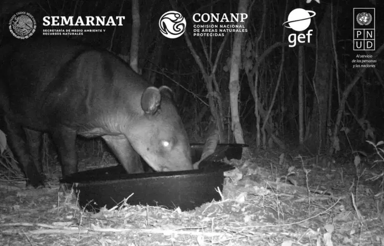 Destacan monitoreo comunitario de especies